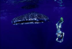 Whale shark surprise by Andrew Woodburn 
